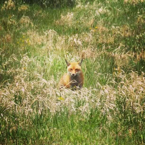在相机图片下载