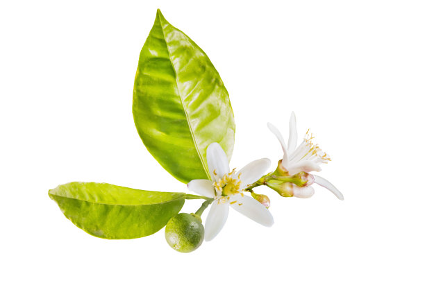 孤立的橙色花朵，带花朵和叶子的橙树小树枝，在白色背景上图片下载