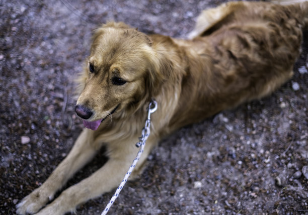 金毛猎犬躺在地上图片下载