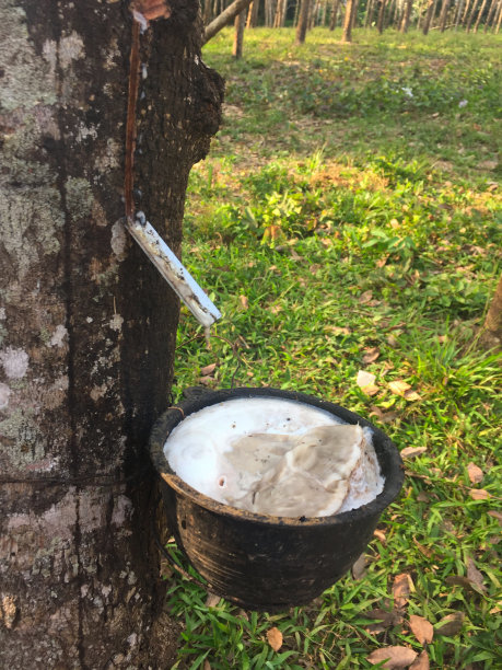 天然乳胶从橡胶树(橡胶树)掉落到黑色的杯子图片下载