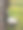 天然乳胶从橡胶树(橡胶树)掉落到黑色的杯子图片下载