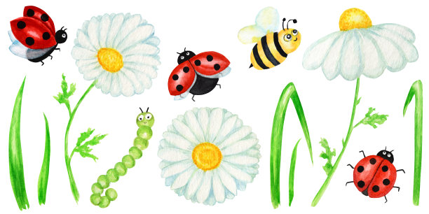水彩雏菊甘菊花与苍蝇瓢虫和蜜蜂插图。手绘植物草本孤立在白色背景与昆虫。一套洋甘菊白花，花蕾，绿叶，茎素材图片