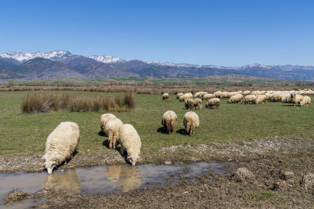 小羊在河边喝着新鲜的水图片下载