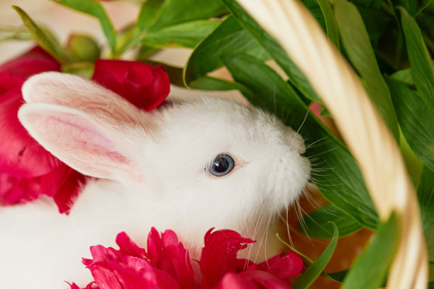 可爱的兔子图片素材ID：375835488