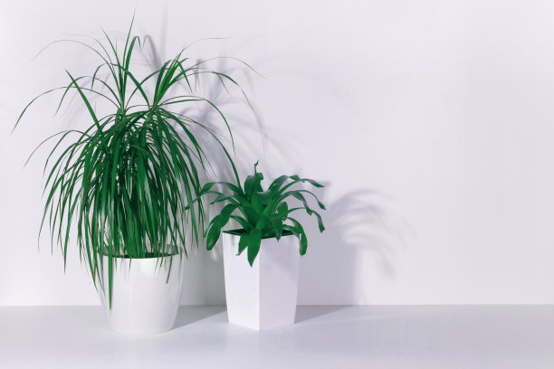 在白色的桌子上的白色罐子里的龙血蜥和多汁的图片下载