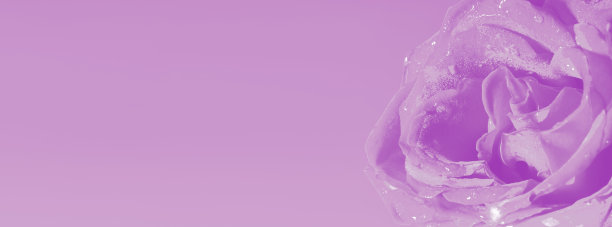 紫罗兰玫瑰，迷人的网络旗帜图片下载