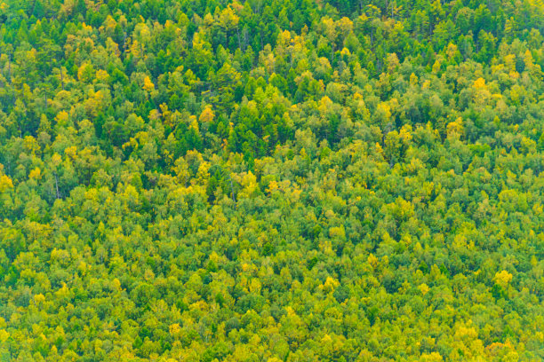 山坡上绿树成荫，以茂密的针叶林为背景图片下载