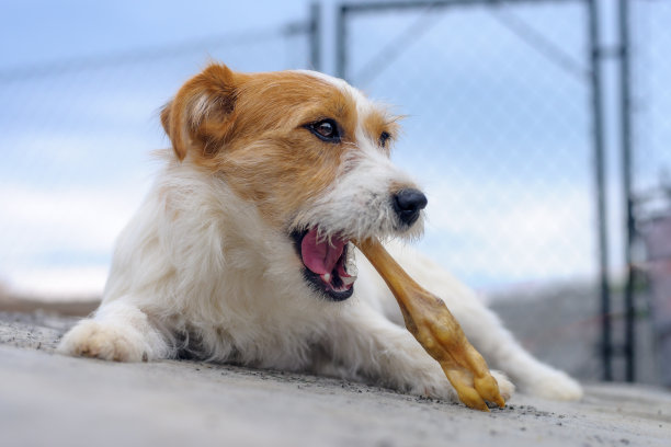 一张杰克罗素梗狗在阳光明媚的春天花园里吃肉的照片。图片下载