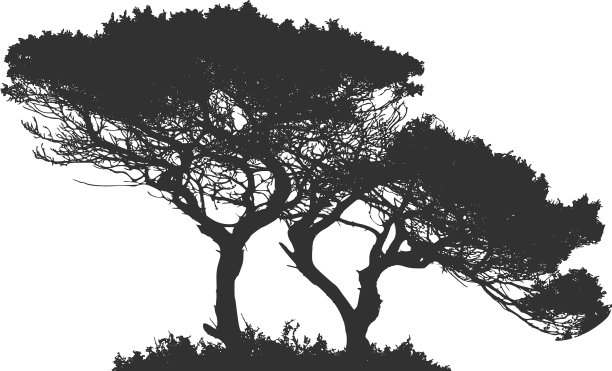 轮廓的非洲树，树干孤立在上图片下载