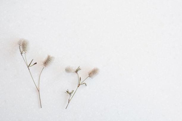 三叶草arvense。近距离的野花花束抽象复古风格。选择软焦点。图片下载