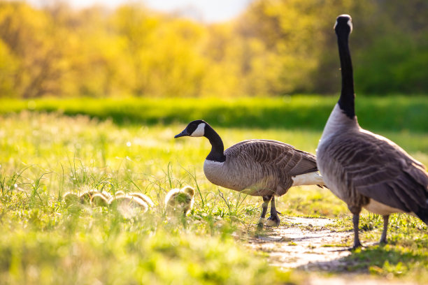 可爱的加拿大小鹅宝宝在野外的春天图片下载