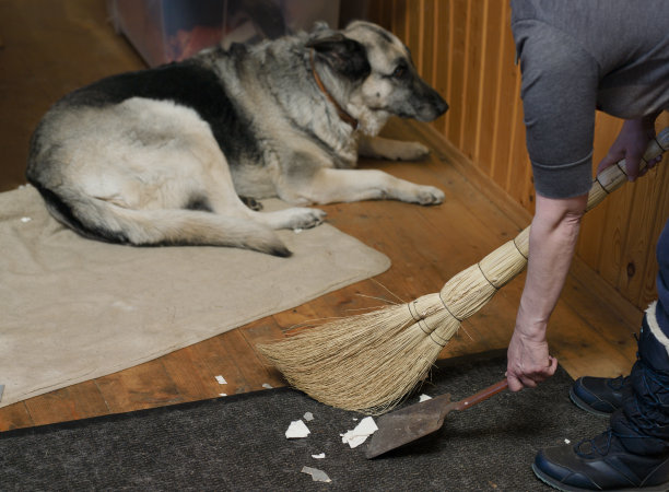 跟着狗打扫地板图片下载