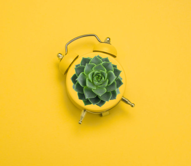 黄色闹钟上的绿色多肉，背景是黄色图片下载