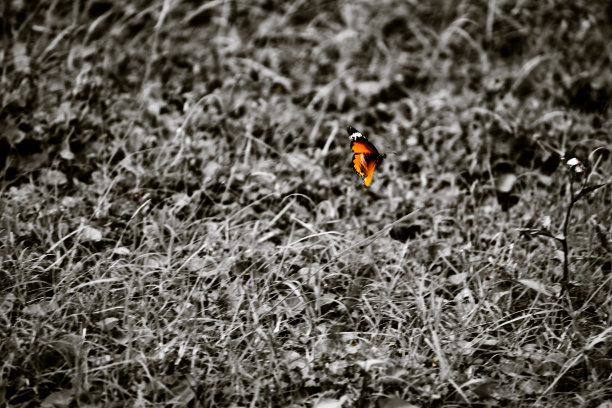 红色的蝴蝶图片下载