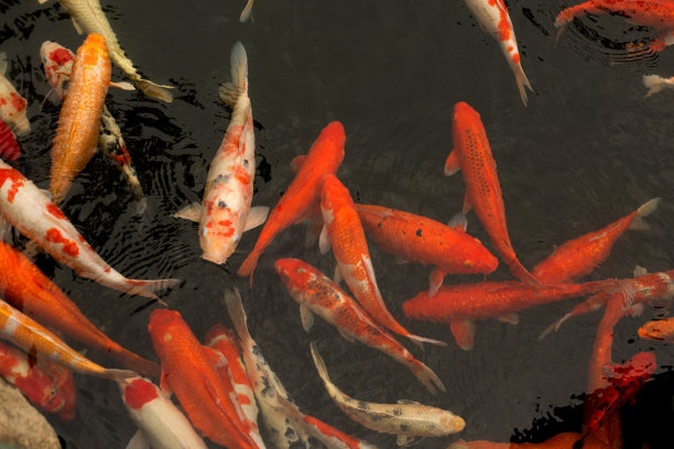 日本鲤鱼锦鲤。红色、橙色和白色的鱼在水里游泳。图片下载