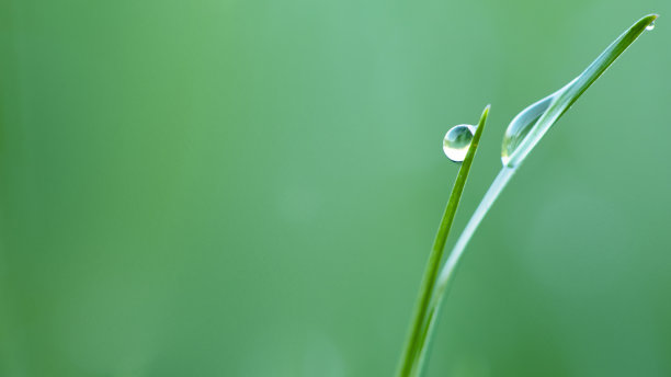 露珠在新鲜的绿色草地上，特写。素材图片