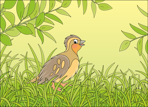 小鹌鹑在茂密的草丛中行走图片下载