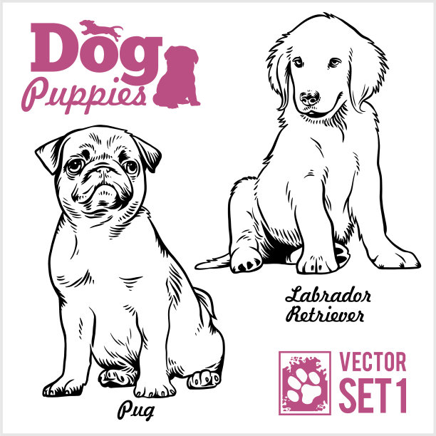 哈巴狗和拉布拉多猎犬的幼犬图片下载