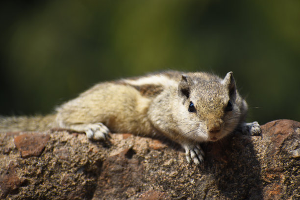 印度的松鼠图片下载