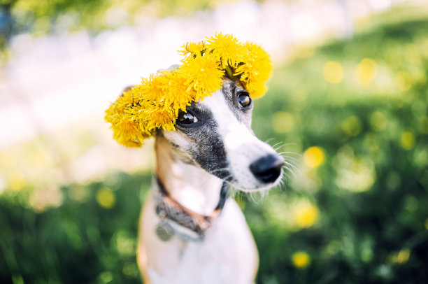 可爱的小狗戴着黄色的蒲公英花圈，坐在绿色充满活力的田野里。素材图片
