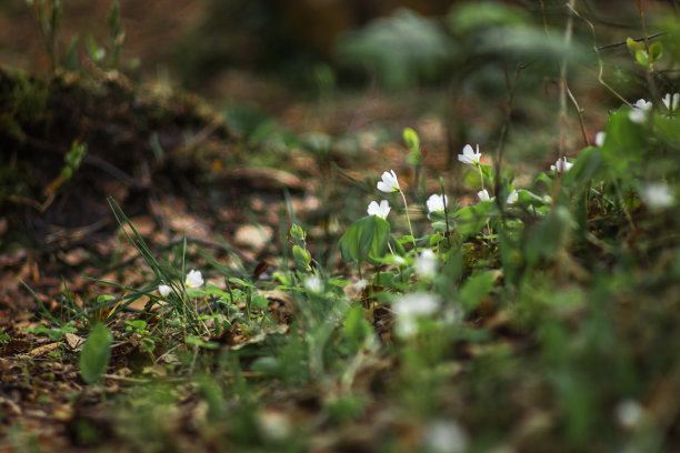 随着春天的到来，五瓣小白花醒了，在森林里盛开。森林图片下载