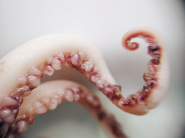 美味章鱼触手触角海鲜食品动物微距照片图片下载