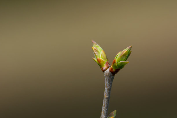 春天丁香花蕾素材图片