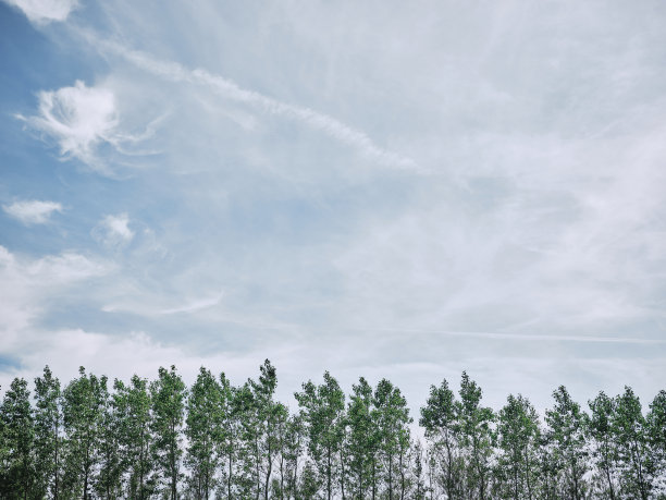 一排树映衬着夏日的天空，薄薄的白云，不饱和的色调。图片下载