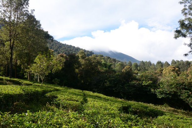 茂物茶园图片下载