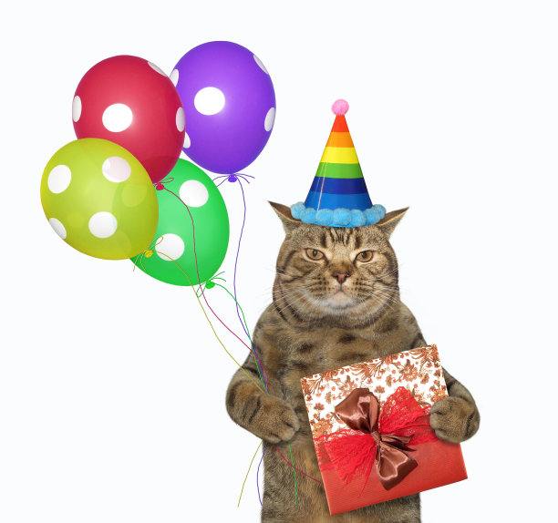 戴着生日帽的猫装着2号盒子图片下载