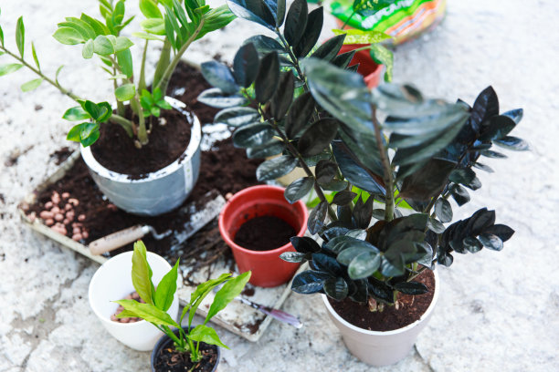 在园艺中，在温室中为移植准备植物或花卉图片下载