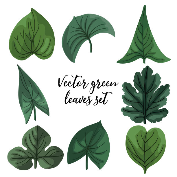 绿叶设绿叶不同图片下载