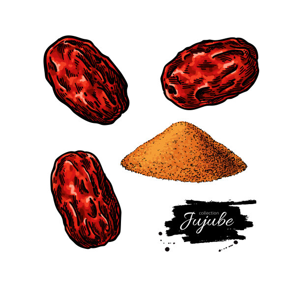 干枣矢量画。中国枣孤立插图。手绘植物干浆果和粉末。图片下载