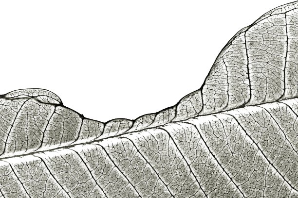 关闭叶片细节-灰度。图片下载