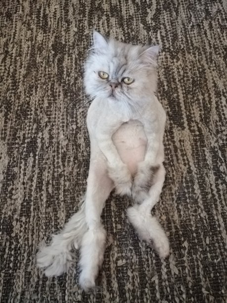 坐着的猫图片下载