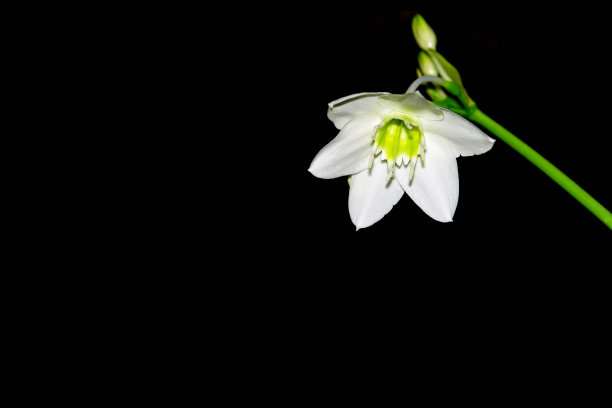 路灯杆。百合花在黑色。支柱与球迷。再加上莉莉的工作路径。图片下载