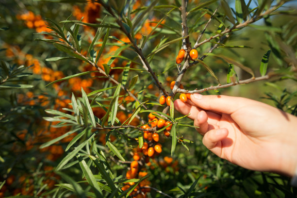 一个女人正在从灌木丛中采摘新鲜的鼠李图片下载