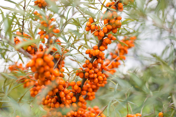 新鲜，健康，成熟的鼠李可以收获了图片下载