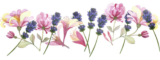 水彩手绘自然花卉线条横幅构成，以粉红色的忍冬、紫色的薰衣草花和树枝上的绿叶花束为设计元素，以白色为背景图片下载