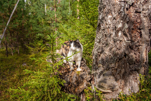 猫在森林里的一棵云杉附近图片下载