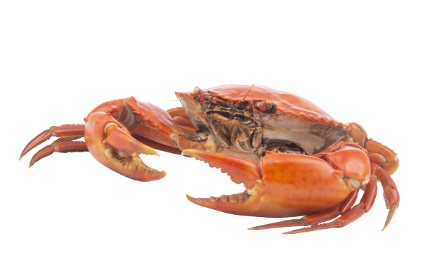 白色隔离的蟹图片下载