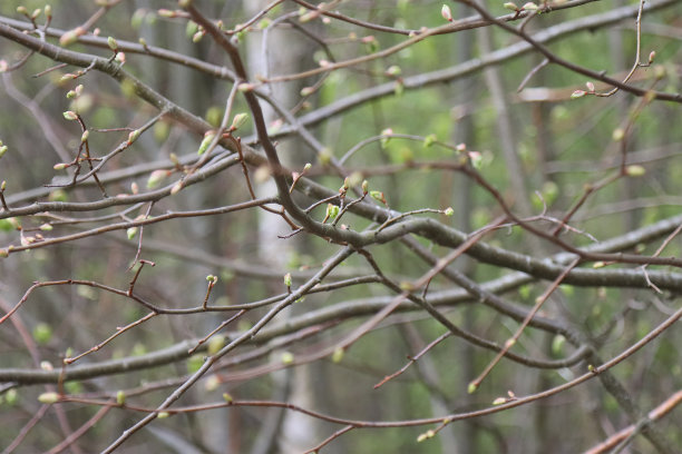春天的森林,背景。图片下载