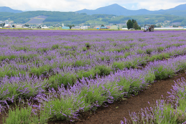 薰衣草田图片下载