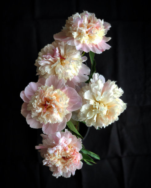 春天是无辜的图片下载