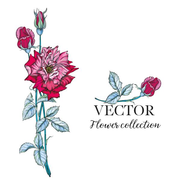 白玫瑰花，绿叶子。婚礼的概念。花的海报,邀请。贺卡或请柬的矢量方案图片下载