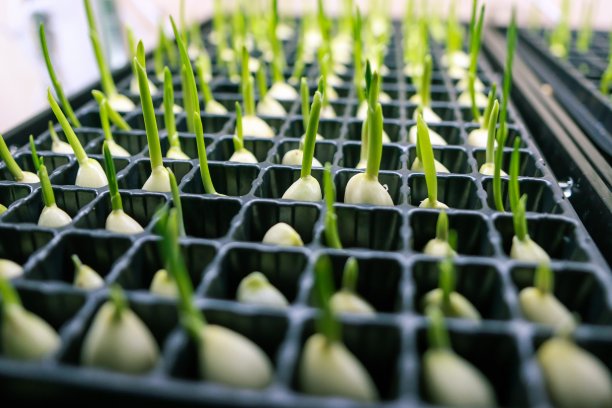 蒜苗在实验室图片下载