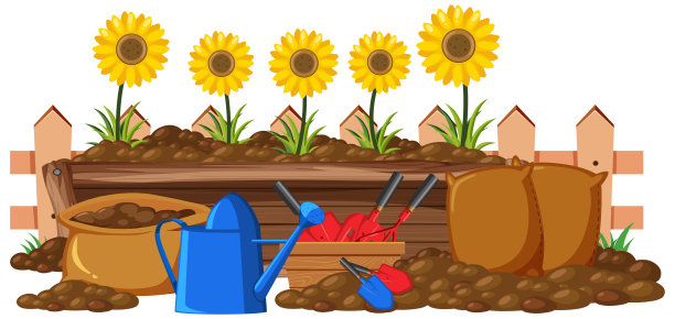 花坛上白色背景的向日葵图片下载