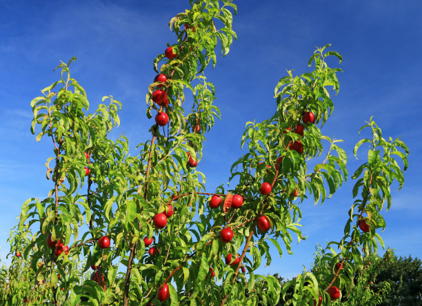 桃树的嫩枝躺在阳光下结出成熟的果实图片下载