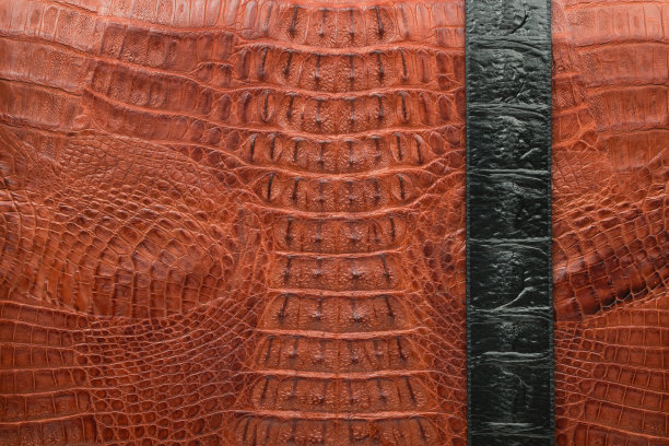 棕色鳄鱼皮上有黑色的条纹。从以上观点。图片下载