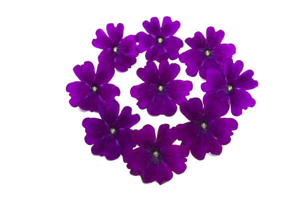 马鞭草的花朵孤立图片下载